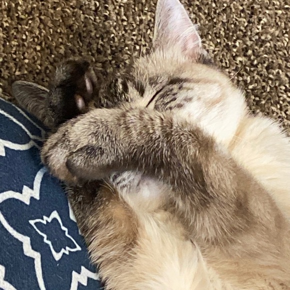 MEET MY PETS (: - Picture 13 of 16